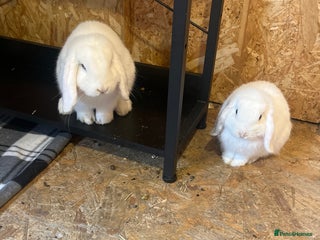 Mini Lop rabbits - Advert 3