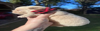 French Bulldog female lilac tan platinum - red collar