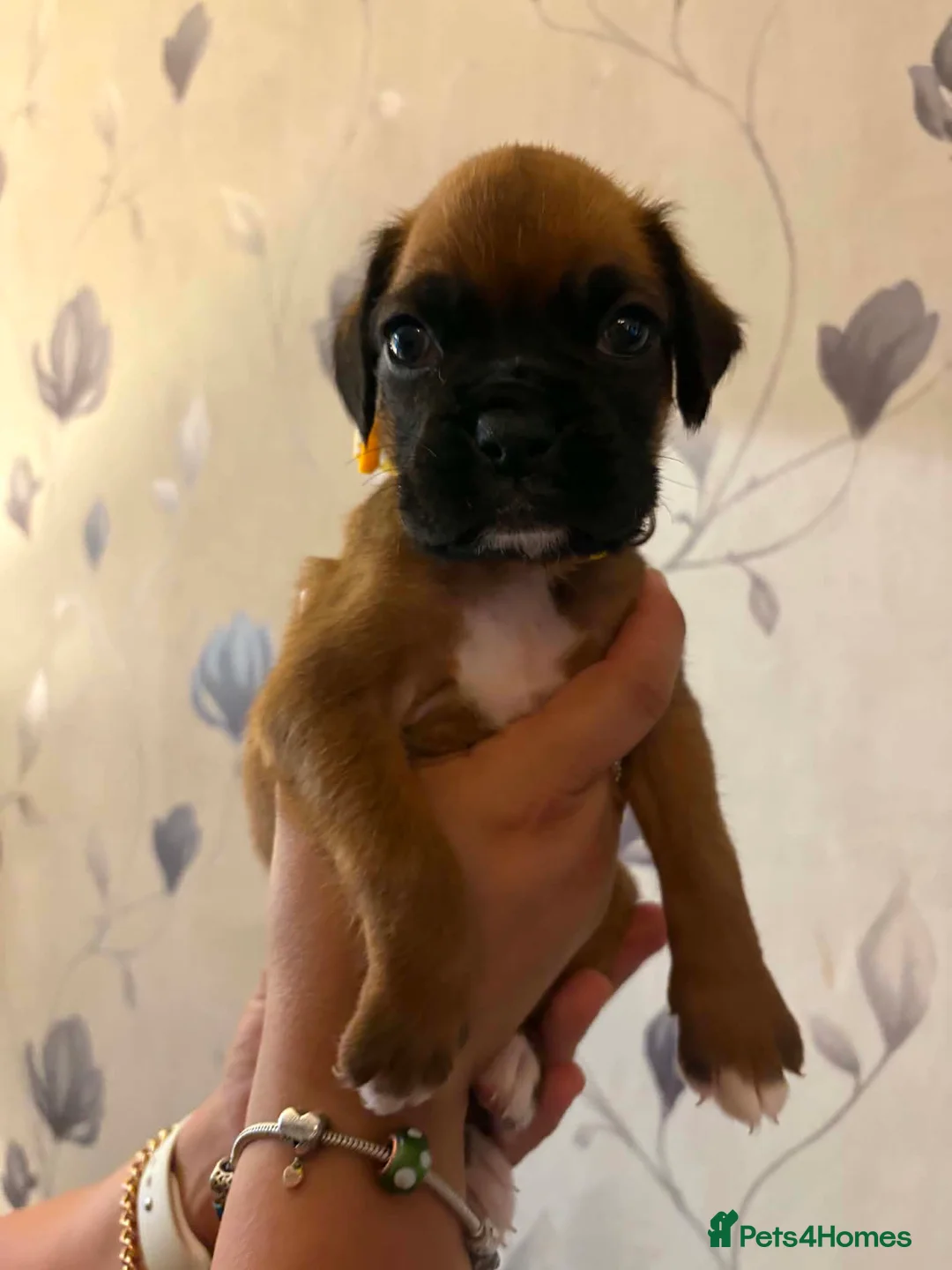 Boxer dogs for sale: Beautiful RED - with BLACK MASK-long tail  - Advert 2