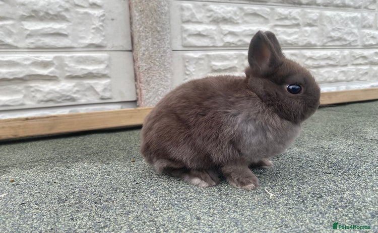 Netherland Dwarf rabbits - Advert 13