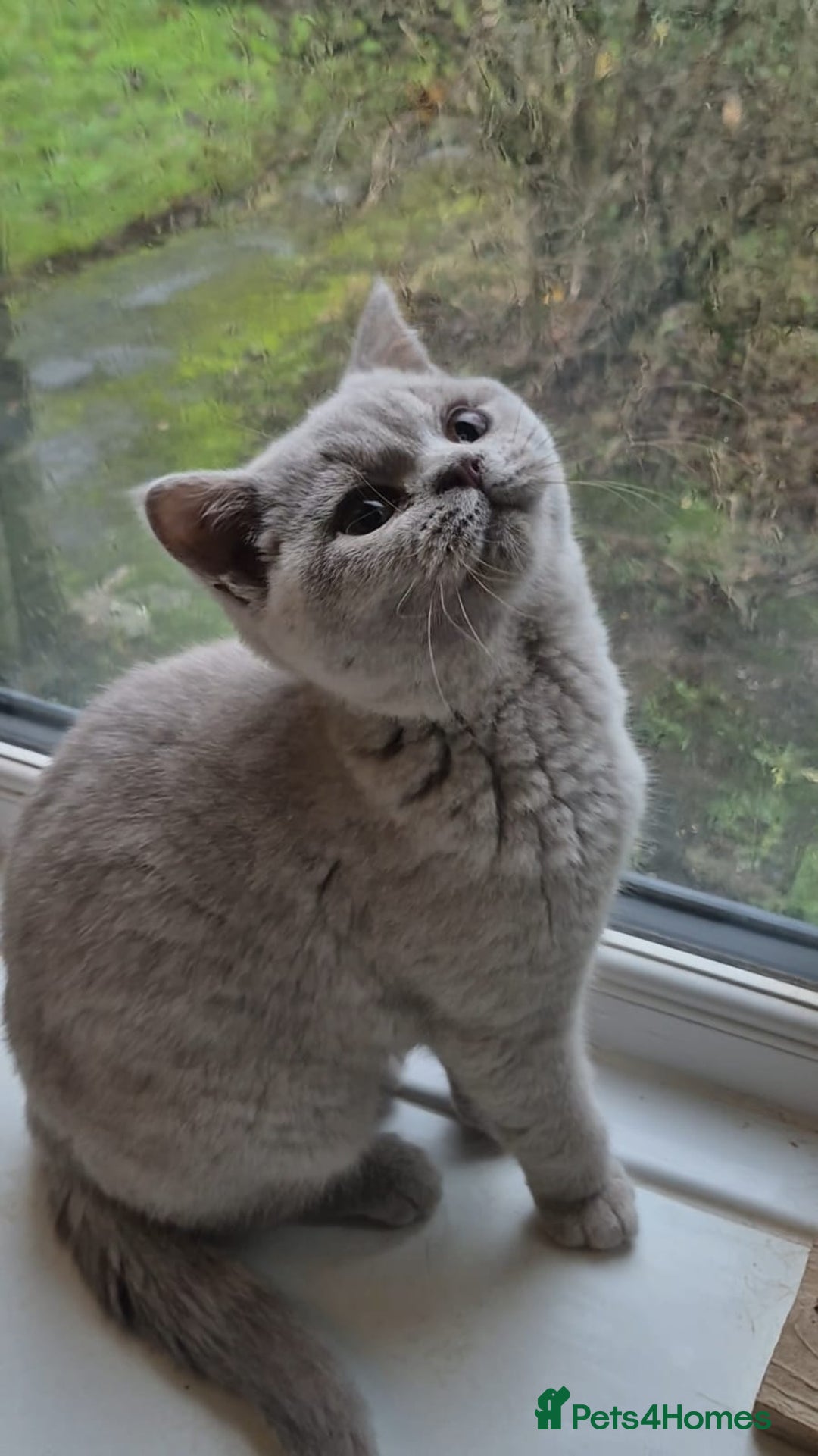 British Shorthair cats for sale: Bsh babies*ready to leave* - Advert 4