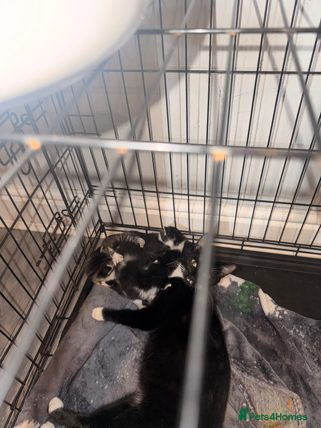 Mixed Breed cats for sale: Mix between pesion and tabby  in Wednesbury - Advert 6