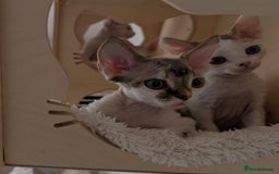 Devon Rex cats for sale: 🐾 Beautiful Devon Rex Kittens💕 - Image 5