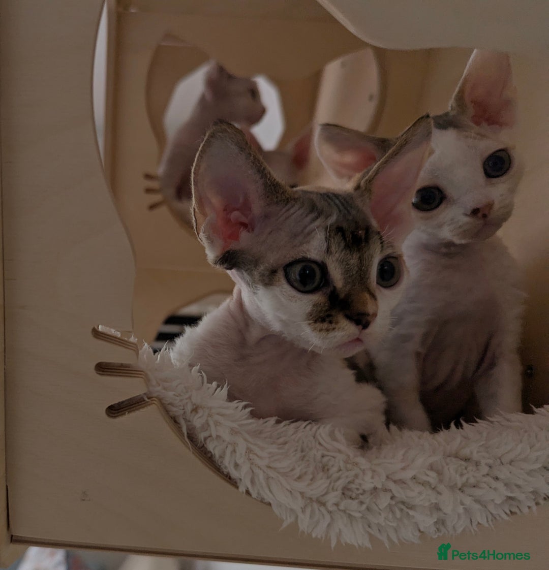 Devon Rex cats for sale: 🐾 Beautiful Devon Rex Kittens💕 - Image 5
