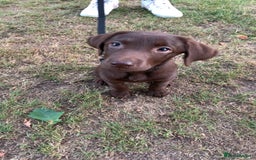 Labrador Retriever dogs for sale: Chocolate Labrador  - Image 3