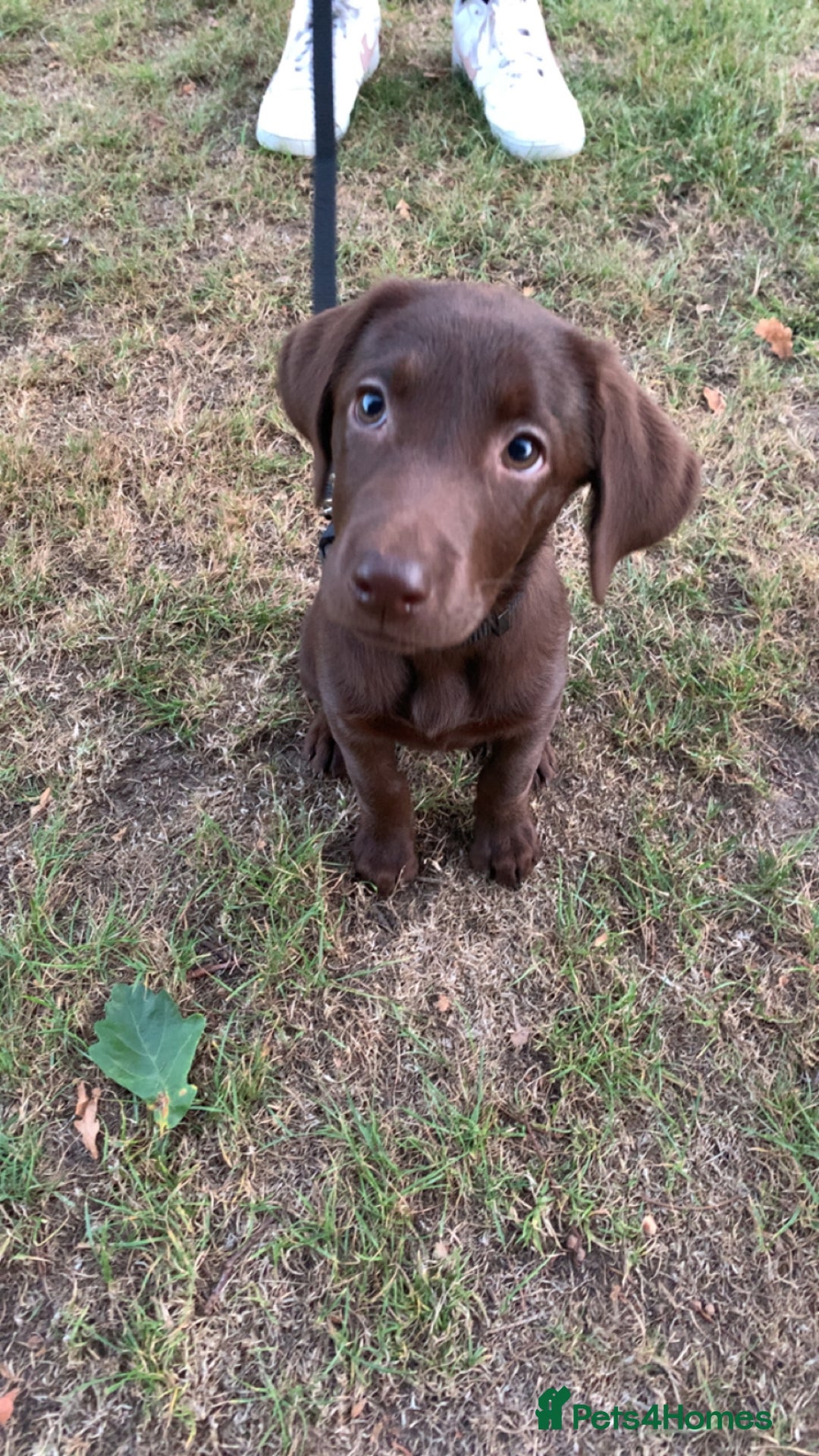 Labrador Retriever dogs for sale: Chocolate Labrador  - Image 3
