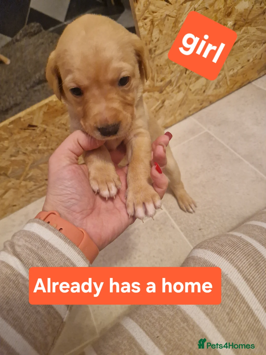 Labrador Retriever dogs for sale: Labrador puppies  - Advert 19