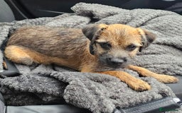 Border Terrier dogs for sale: Border terrier  - Image 1