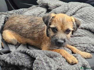 Border Terrier dogs - Advert 27