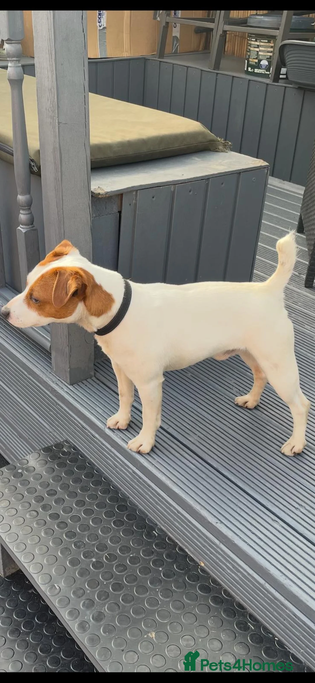Jack Russell dogs for stud: Jack the jack russell for stud in Rotherham - Advert 3