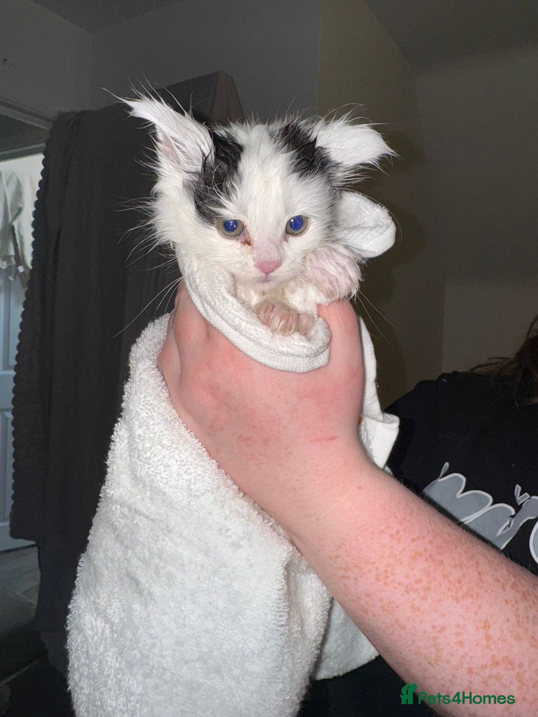 Maine Coon cats for sale: Adorable Maine coon kittens - Advert 4