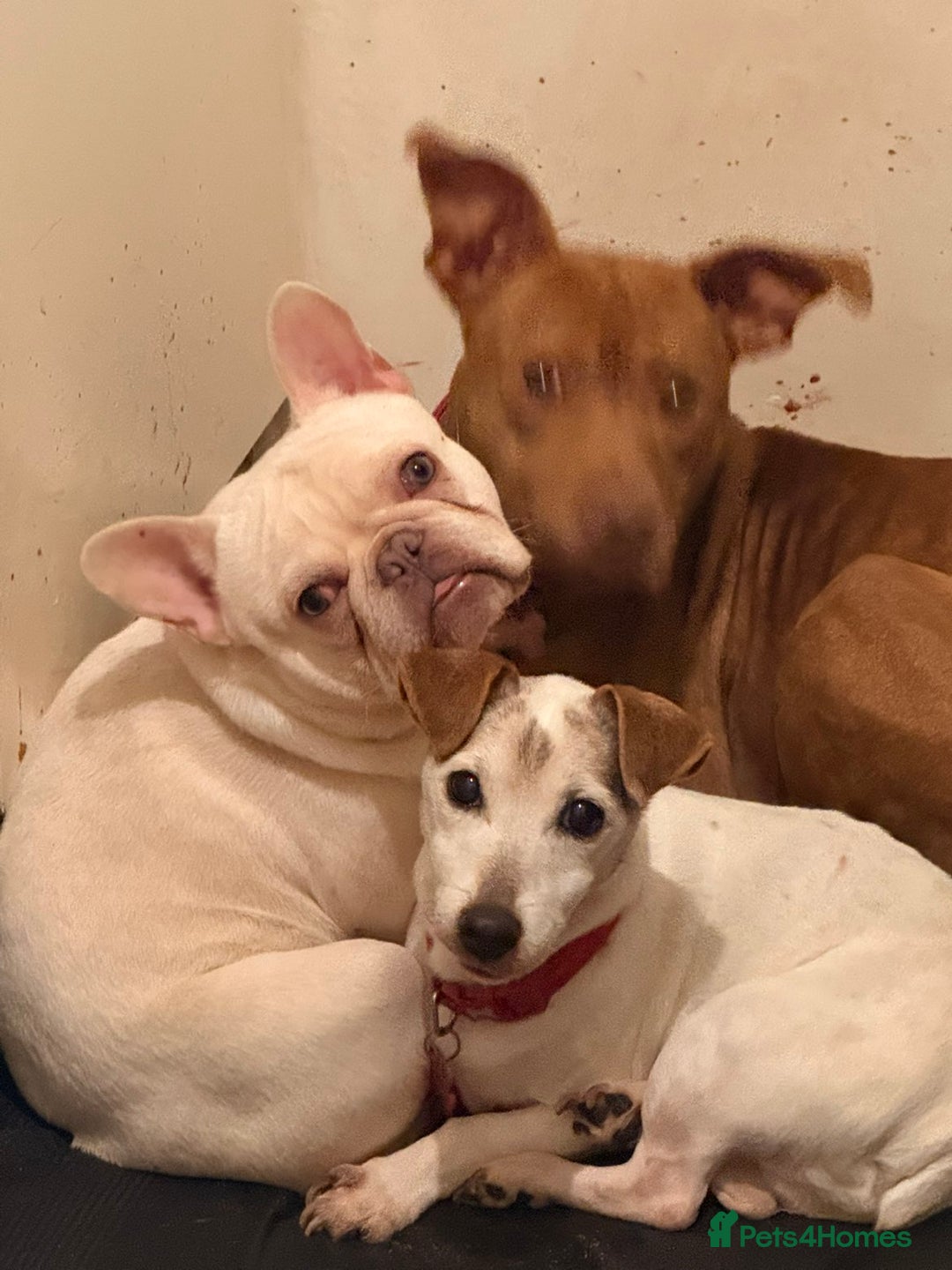 French Bulldog dogs for sale: Mylo-French Bulldog-8 months - Advert 2