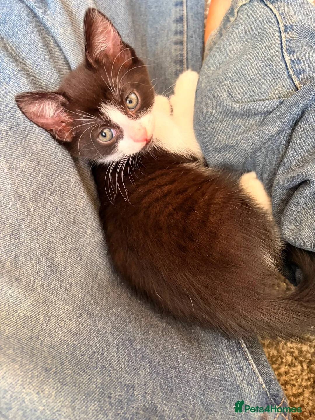 Mixed Breed cats for sale: 2 stunning black and white Kittens left - Advert 2