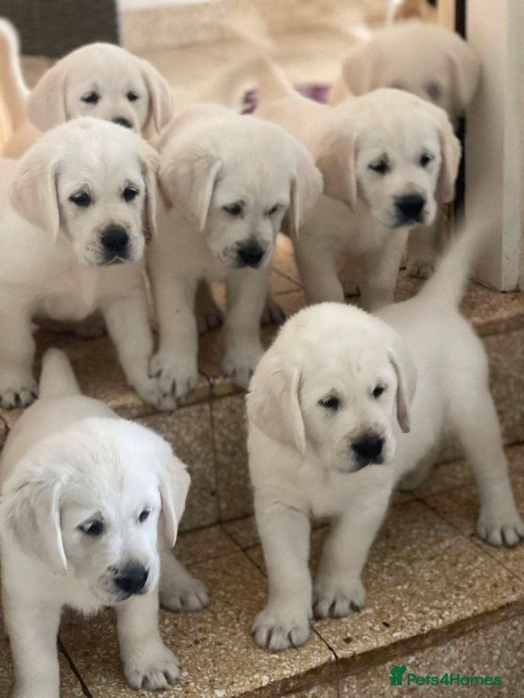 Goldador dogs for sale: Superb Goldador Puppies expected - Advert 5