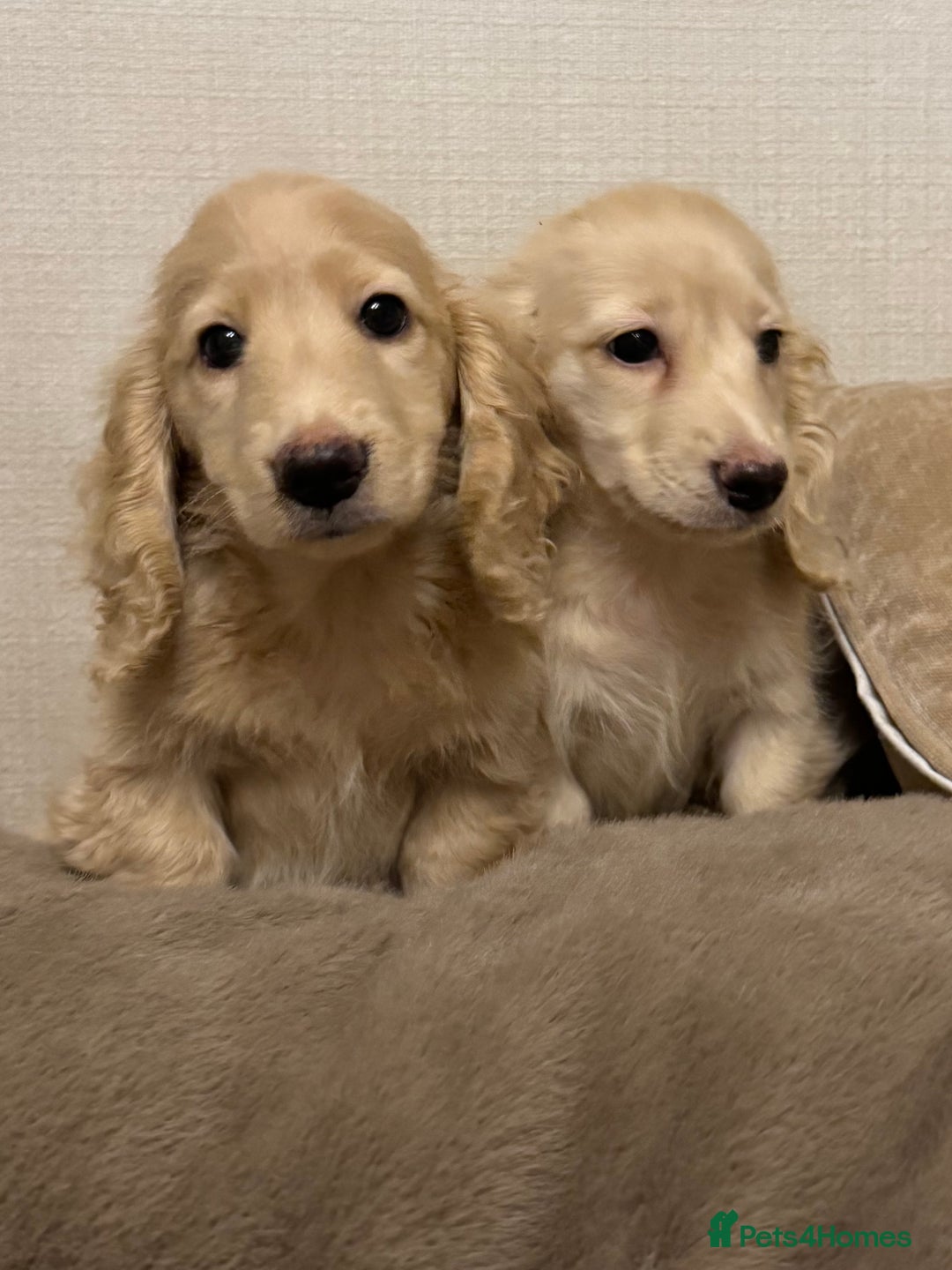 Miniature Dachshund dogs for sale: Two kennel club pra clear dachshund boys Longhair - Advert 2