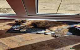 Maine Coon cats for sale: 3 lovely Grey Maine Coon cross kittens - Image 4