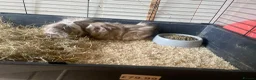 Guinea Pig rodents for sale: 2 female guinepigs  - Advert 2