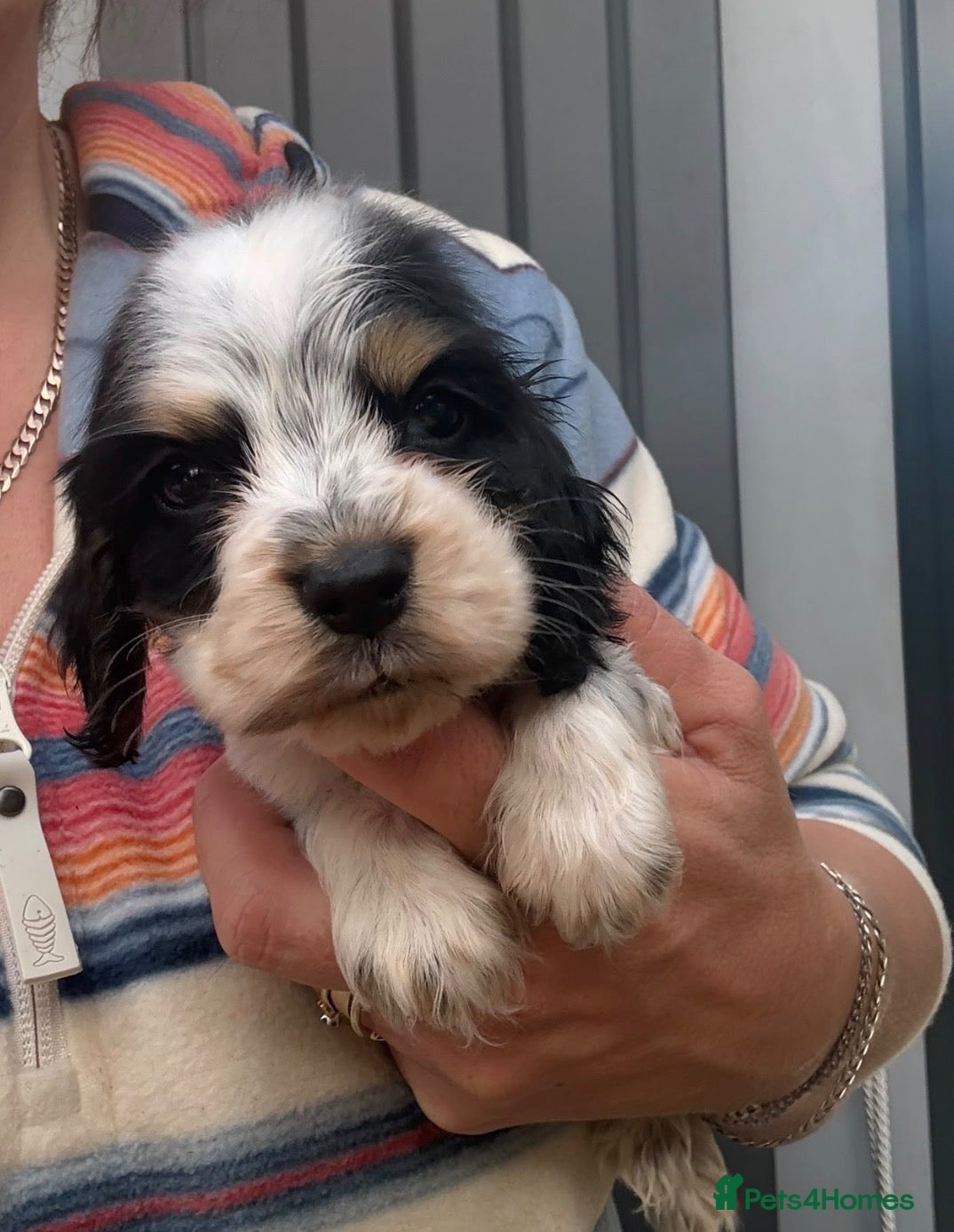 Cocker Spaniel dogs Quality show cocker spaniel puppies available - Advert 16