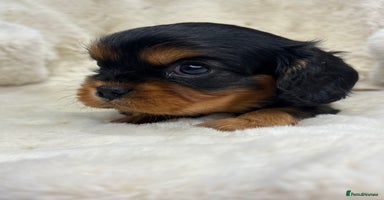 Cavalier King Charles Spaniel dogs - Advert 3