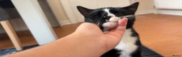 Mixed Breed cats for sale: He is very firendly in Birkenhead - Advert 2