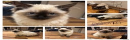 Ragdoll cats for sale: Last female Pure ragdoll kitten seal point  - Advert 2