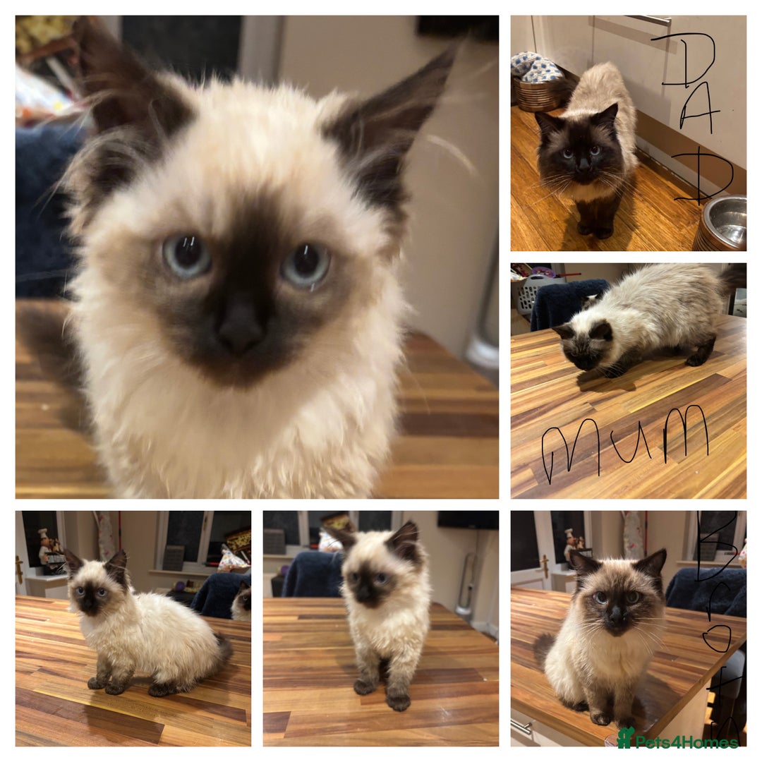 Ragdoll cats for sale: Last female Pure ragdoll kitten seal point  - Advert 2