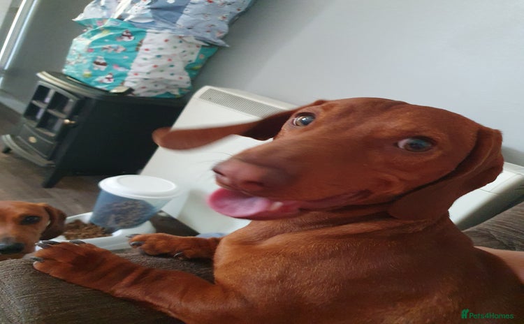 Dachshund dogs - Advert 1