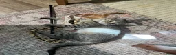 Domestic Shorthair cats for sale: Beautiful Friendly Tabby Kitten 15 Weeks Love Cats in London - Advert 6