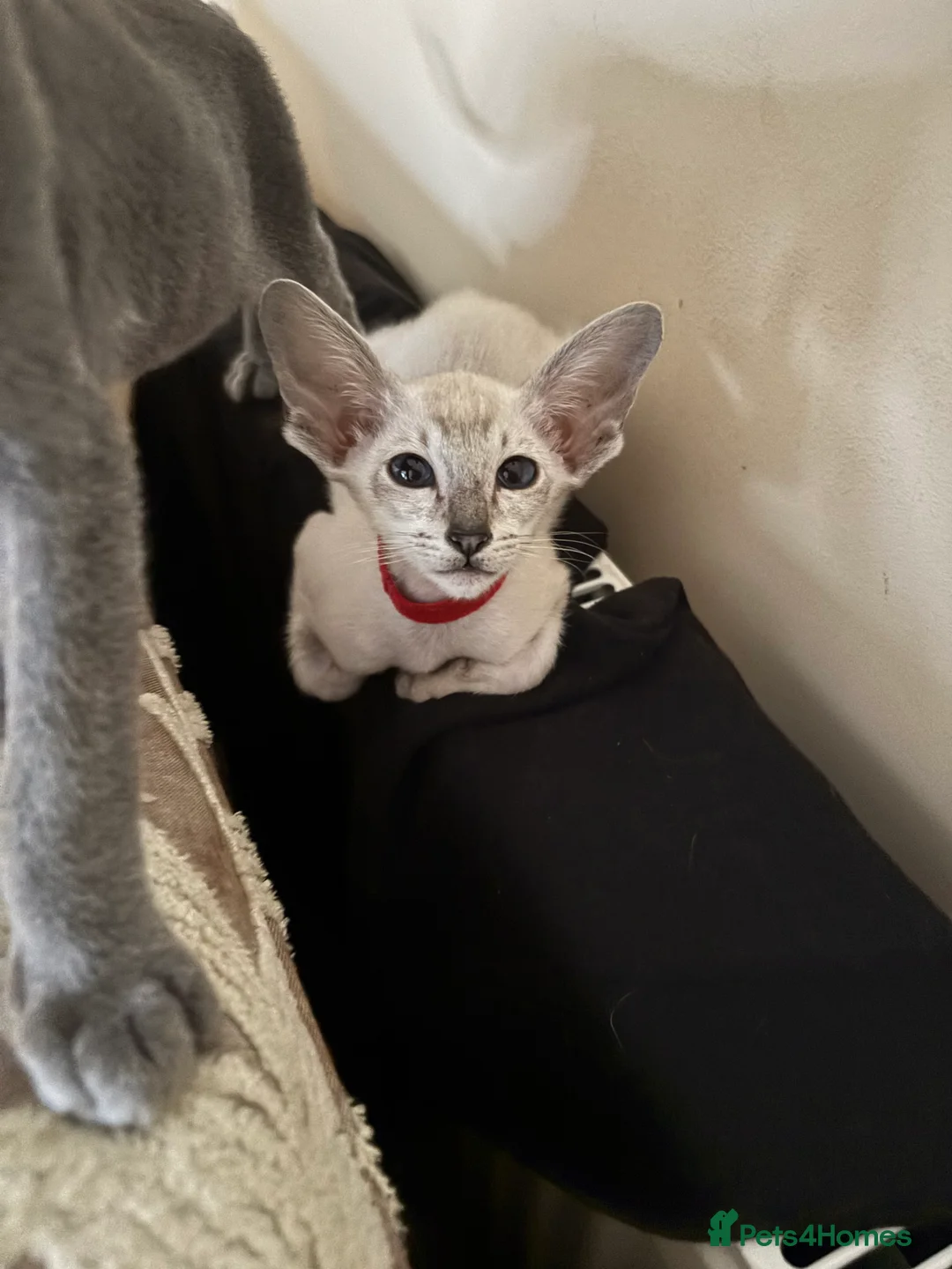 Siamese cats for sale: AMAZING SIAMESE and ORIENTAL BABIES - Advert 1