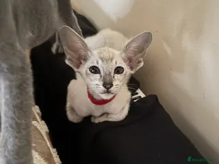 Siamese cats AMAZING SIAMESE and ORIENTAL BABIES - Advert 4