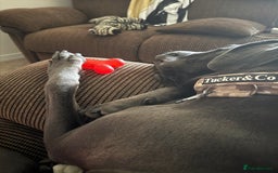 Cane Corso dogs for sale: Cane corso - Image 2
