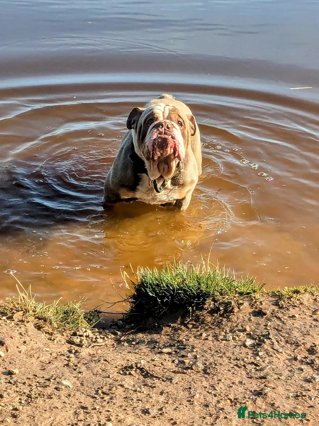 English Bulldog dogs for sale: Dogs for sale - Advert 8