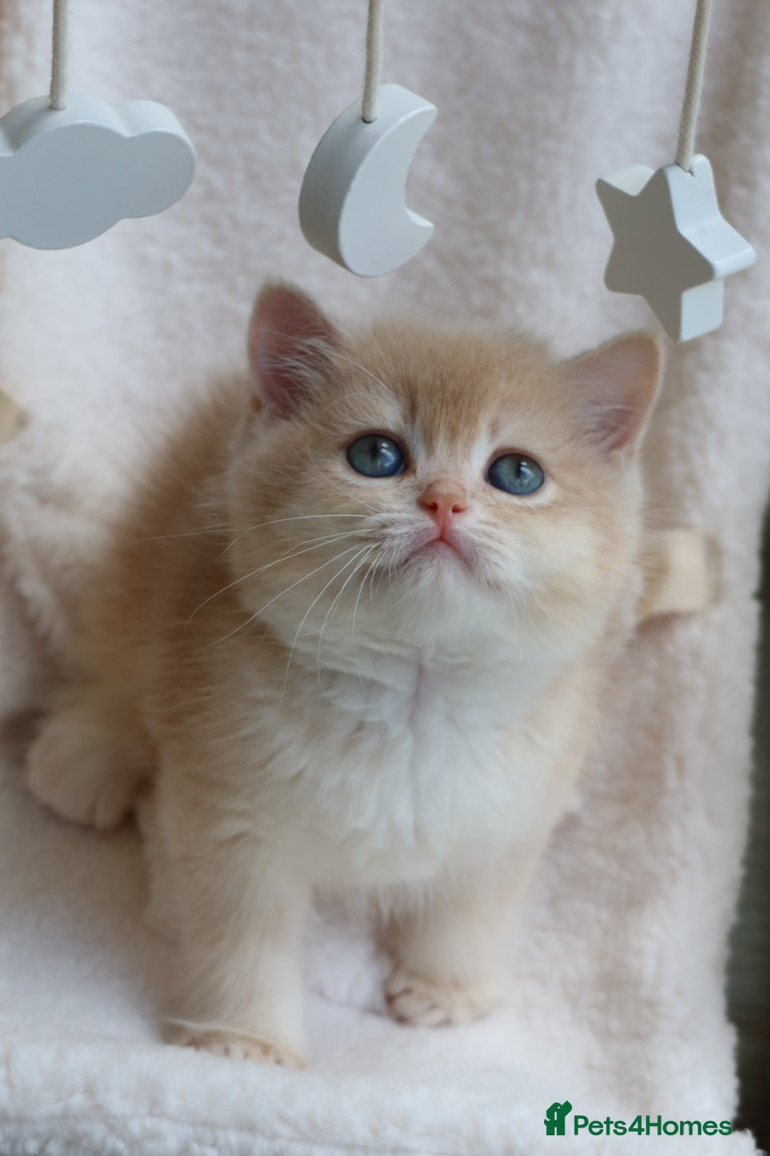 British Shorthair cats Golden British Shorthair Girl Kitten - Registered - Advert 2