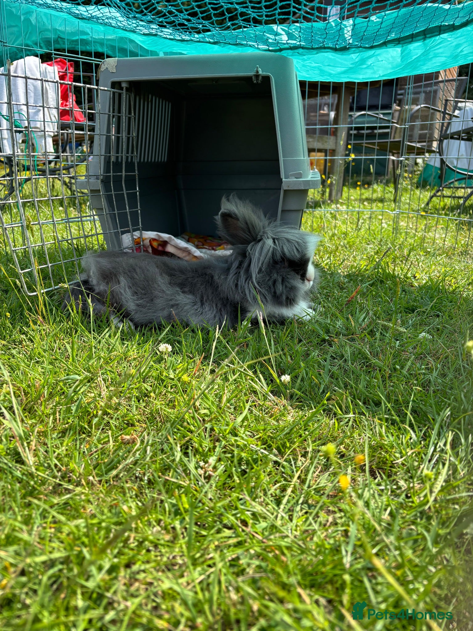 Lionhead rabbits Male Lionhead Rabbit - Advert 1