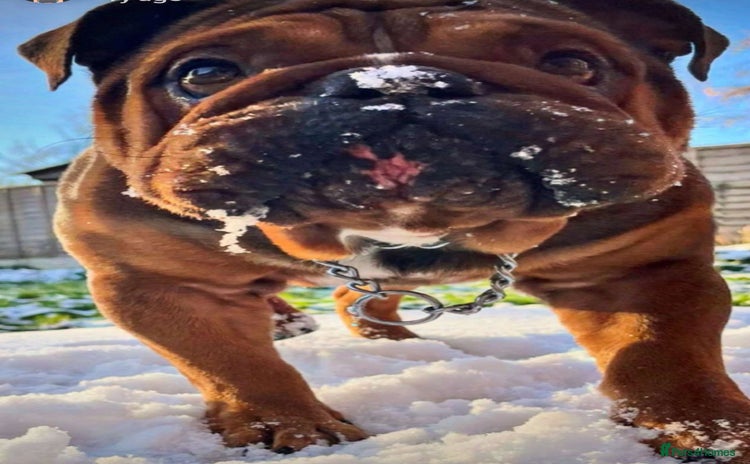 English Bulldog dogs Kc registered Choc sable EBD STUD ONLY in Bradford - Advert 19