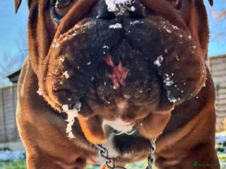 English Bulldog dogs Kc registered Choc sable EBD STUD ONLY in Bradford - Advert 8