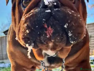 English Bulldog dogs Kc registered Choc sable EBD STUD ONLY in Bradford - Advert 1