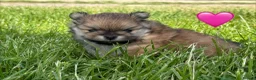 Pomeranian dogs for sale: Orange sable teddy bear type Pomeranians  - Advert 6