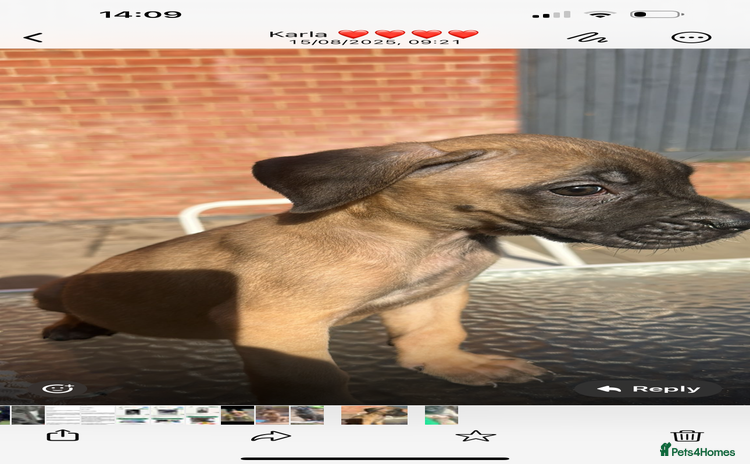 Mixed Breed dogs - Advert 10