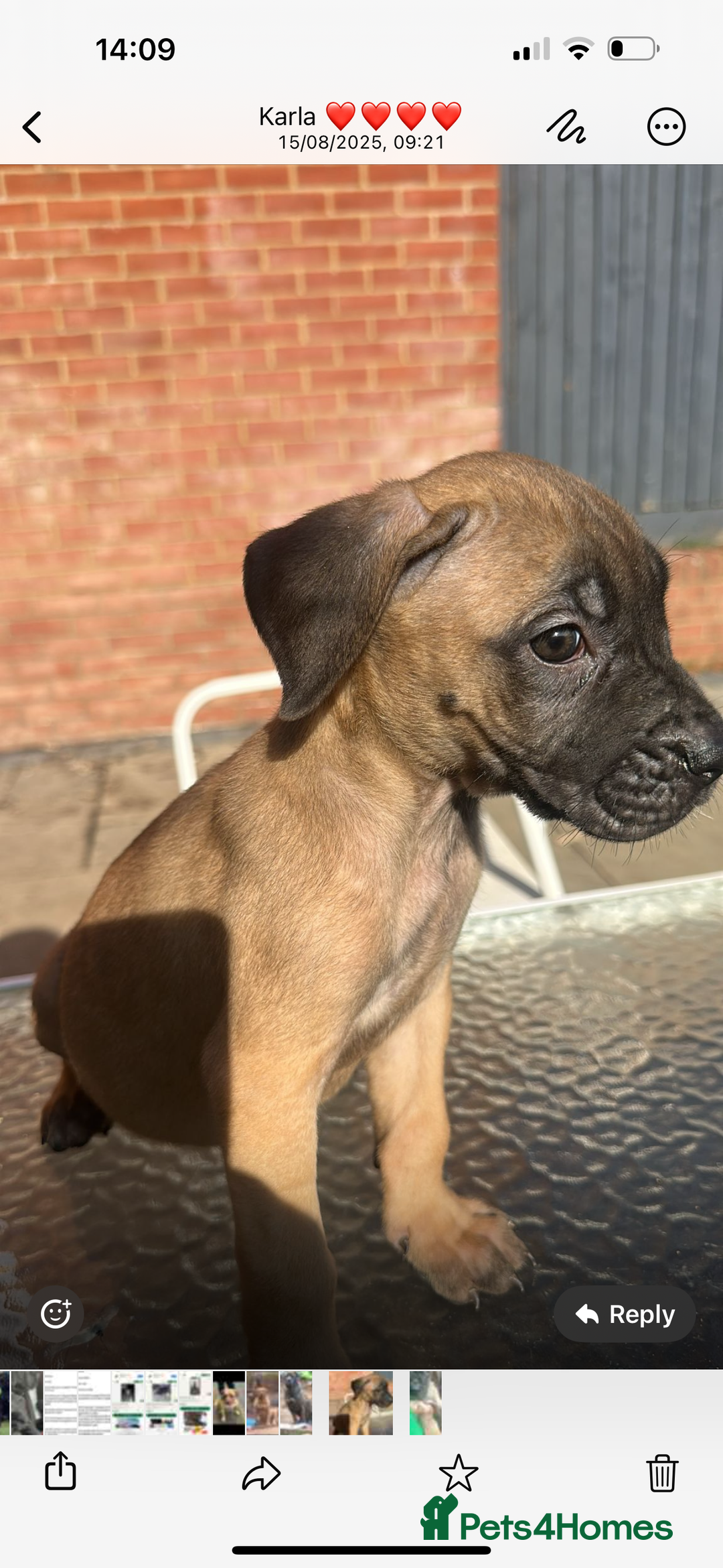 Mixed Breed dogs for sale: Can cause a puppy - Image 1