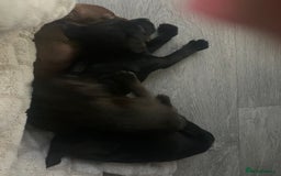 Patterdale Terrier dogs for sale: Patterdale puppy  - Image 4