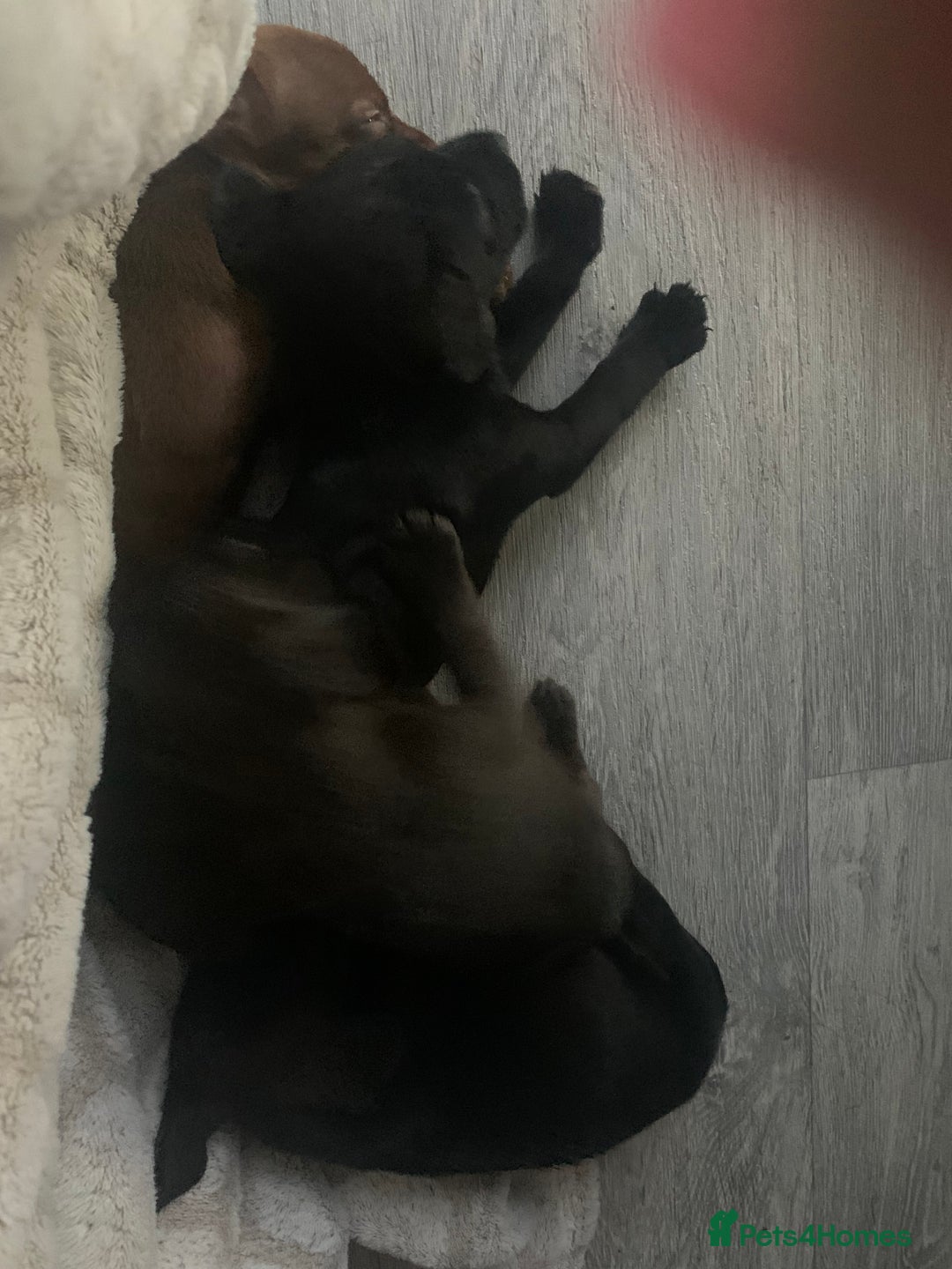 Patterdale Terrier dogs for sale: Patterdale puppy  - Image 4