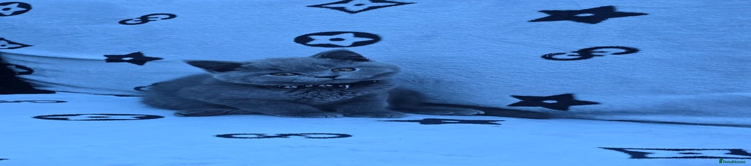 BSH KITTEN 1 BLACK COLLAR 