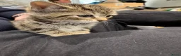 Mixed Breed cats for sale: Mixed breed kittens  in Colchester - Advert 6