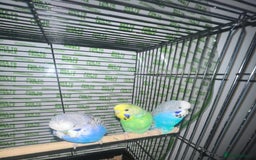 Parakeets birds for sale: Semi-tamed budgies  - Image 2