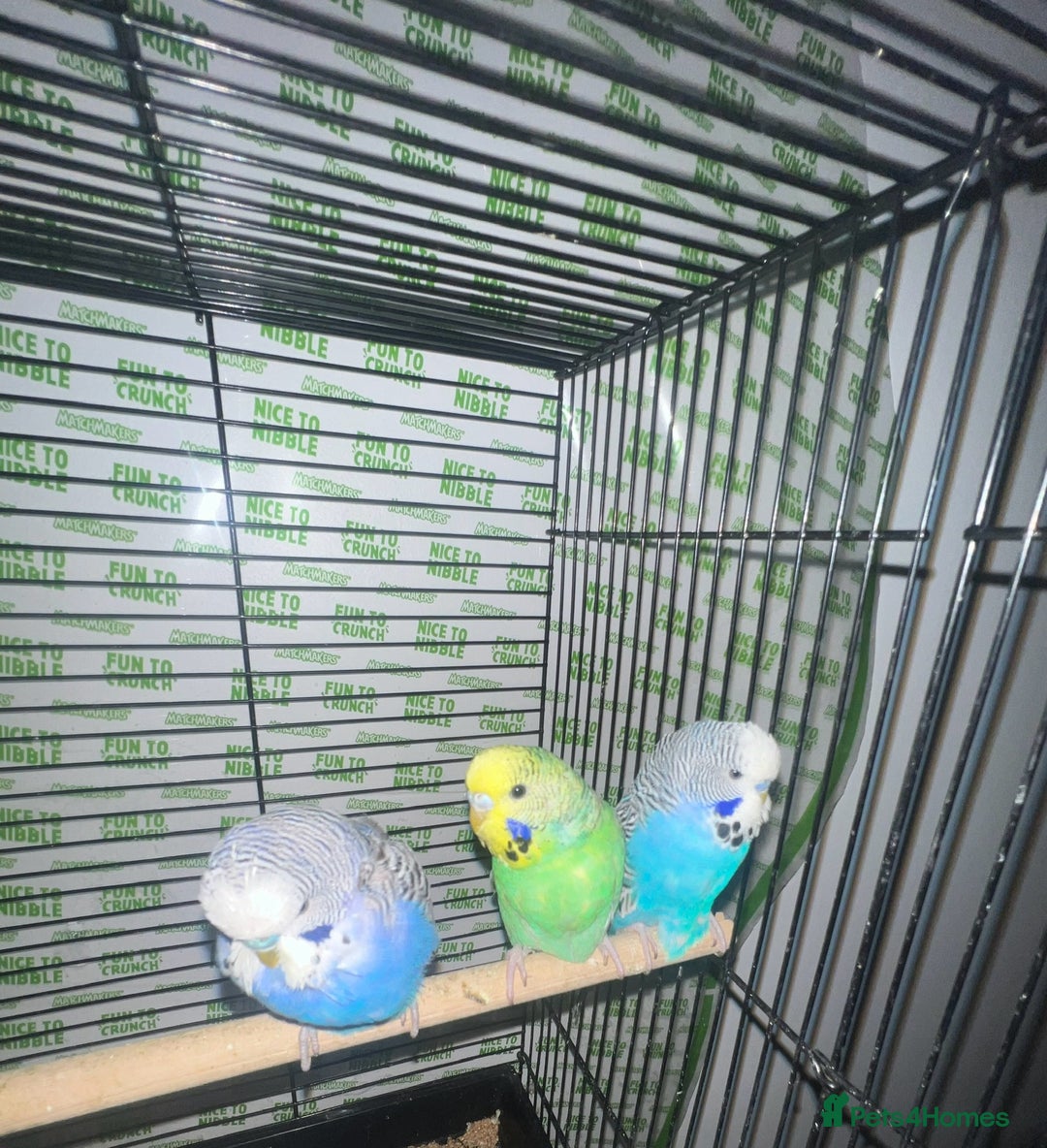 Parakeets birds for sale: Semi-tamed budgies  - Image 2