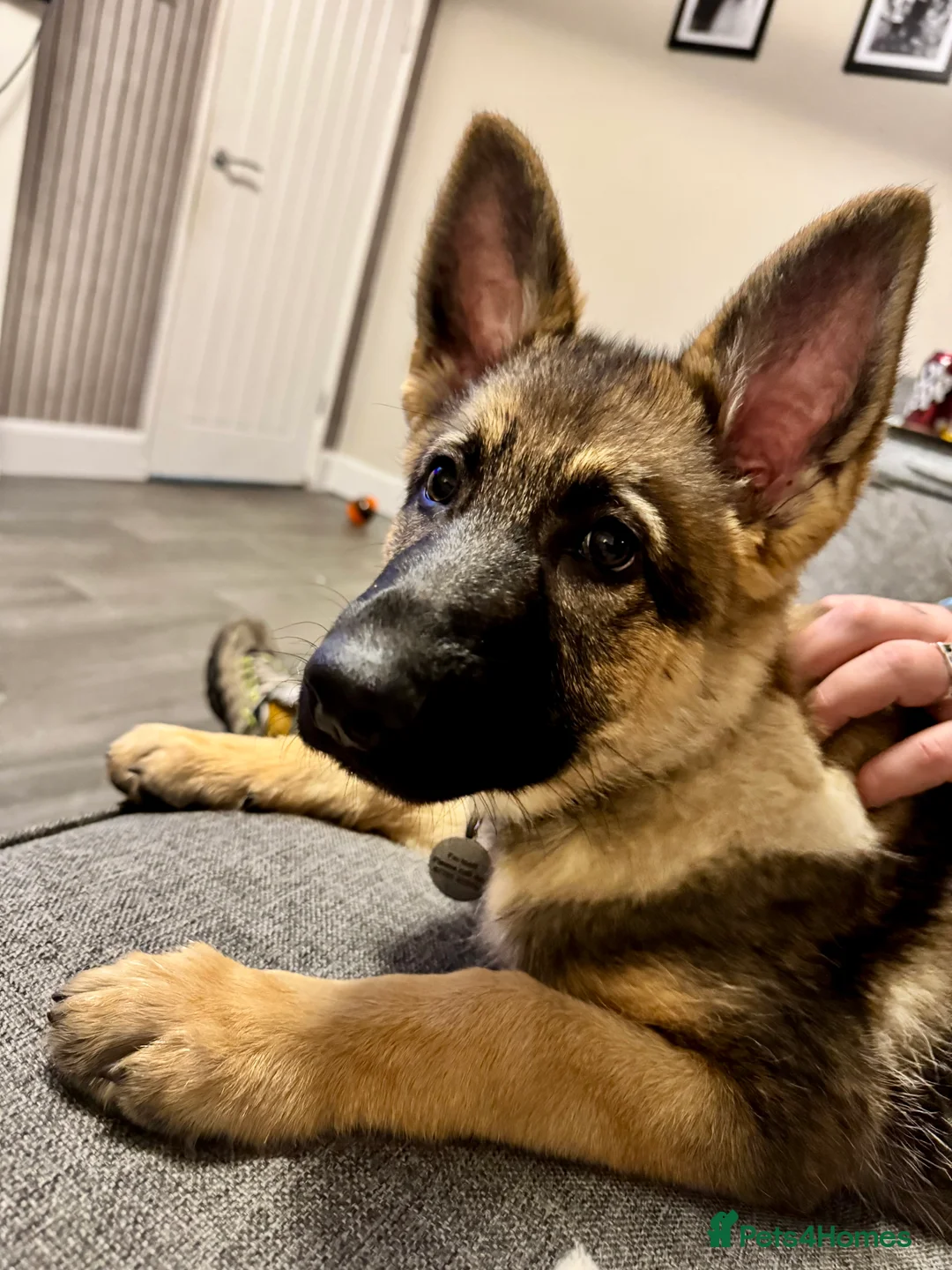 German Shepherd dogs for sale: 4.5 month old male German Shephard - Advert 24