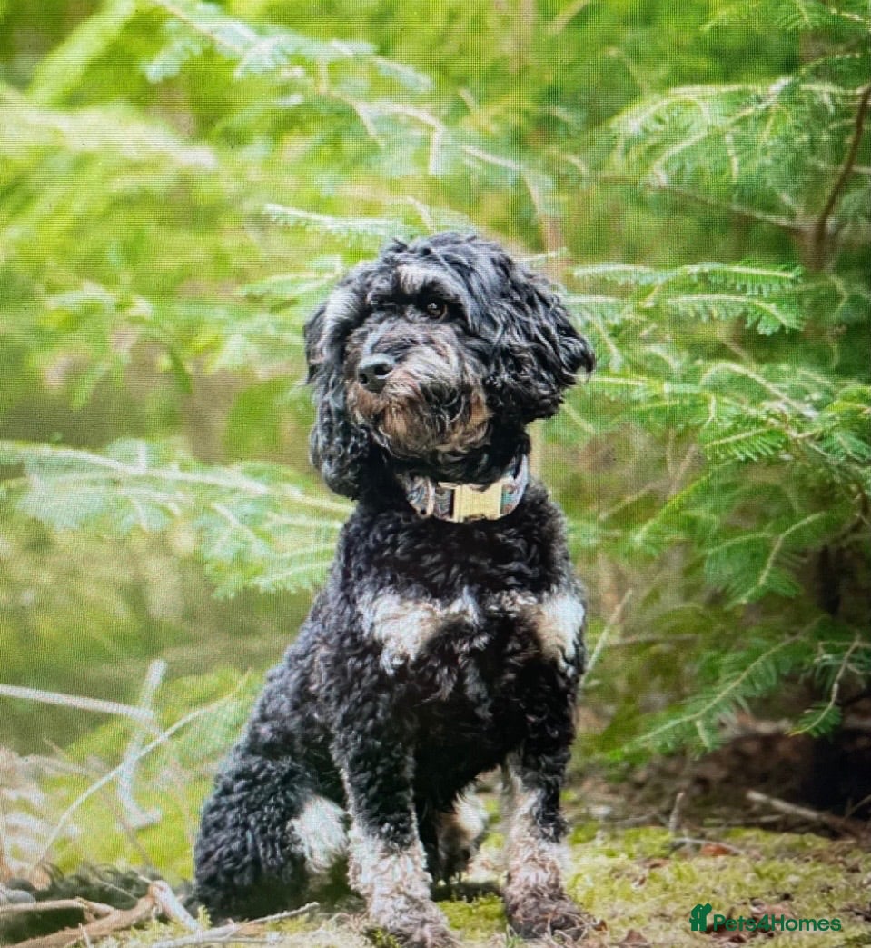 Cockapoo dogs Beautiful F1 puppies due Aug 15th!  - Advert 2