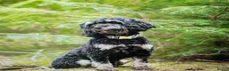 Cockapoo dogs for sale: Beautiful F1 puppies due Aug 15th!  - Advert 2