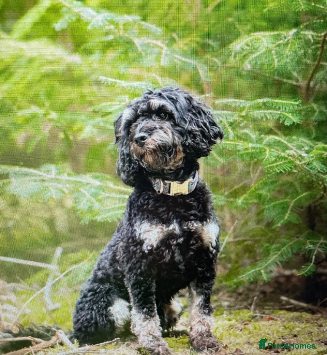 Cockapoo dogs for sale: Beautiful F1 puppies due Aug 15th!  - Advert 2
